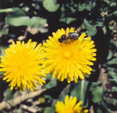 Image ajoute: HR_082_fleurdepissenlit.jpg