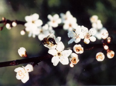 Image ajoute: HR_089_prunus.jpg