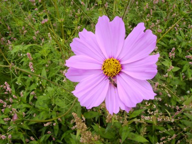 Image ajoute: RH_201109_cosmos1.jpg