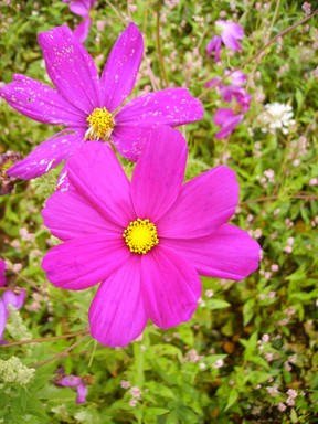 Image ajoute: RH_201109_cosmos2.jpg
