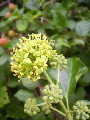 Image ajoute: RH_201109_lierre1.jpg