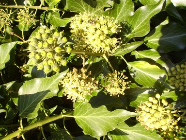 Image ajoute: RH_201109_lierre2.jpg